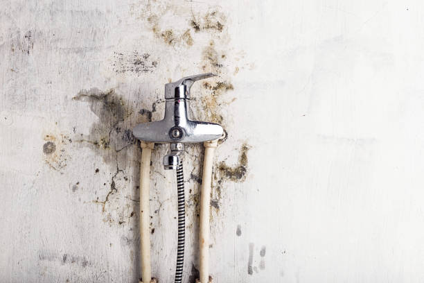 Best Commercial Mold Removal  in Varnell, GA