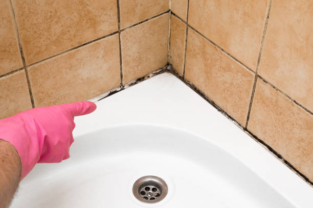 Best Attic Mold Removal  in Varnell, GA