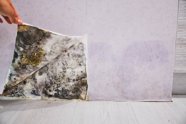 Best Professional Mold Removal  in Varnell, GA